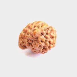 Nepali Ganesh Mukhi Rudraksha